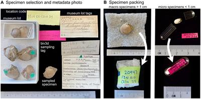 High-throughput micro-CT scanning and deep learning segmentation workflow for analyses of shelly invertebrates and their fossils: Examples from marine Bivalvia